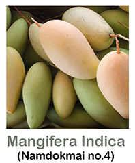 Buy Mango (Thailand) Online | Agriculture Plants | Qetaat.com